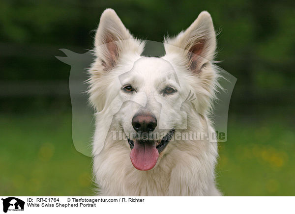 Weier Schweizer Schferhund / White Swiss Shepherd Portrait / RR-01764