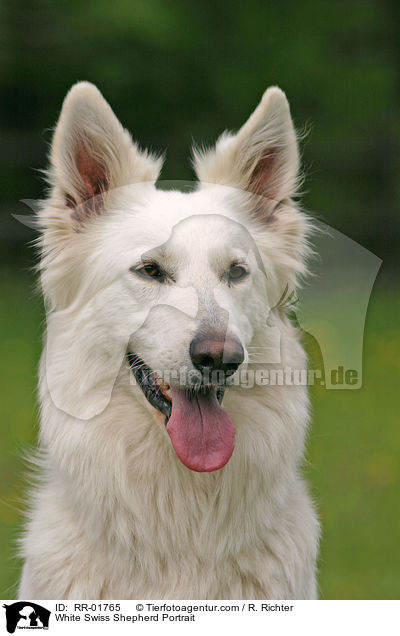 Weier Schweizer Schferhund / White Swiss Shepherd Portrait / RR-01765