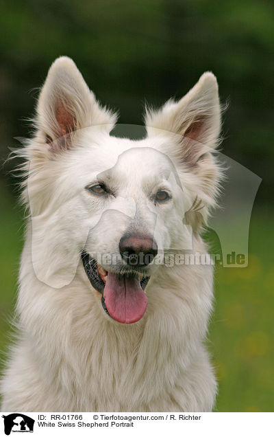 Weier Schweizer Schferhund / White Swiss Shepherd Portrait / RR-01766