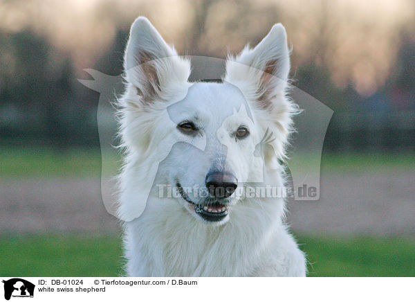 Weier Schweizer Schferhund / white swiss shepherd / DB-01024