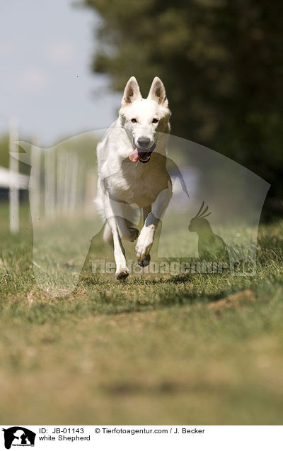 Weier Schferhund / white Shepherd / JB-01143