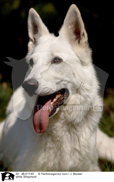 Weier Schferhund / white Shepherd / JB-01145