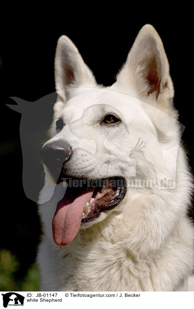 Weier Schferhund / white Shepherd / JB-01147