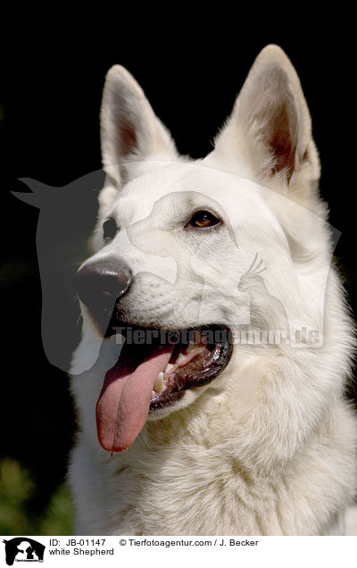 white Shepherd / JB-01147