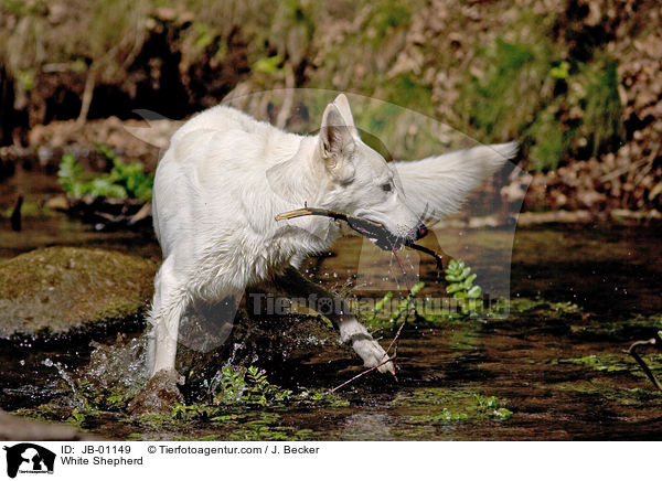 Weier Schferhund / White Shepherd / JB-01149
