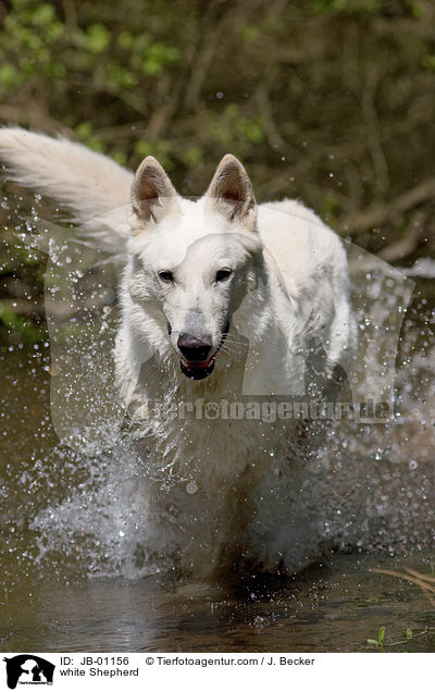 Weier Schferhund im Wasser / white Shepherd / JB-01156