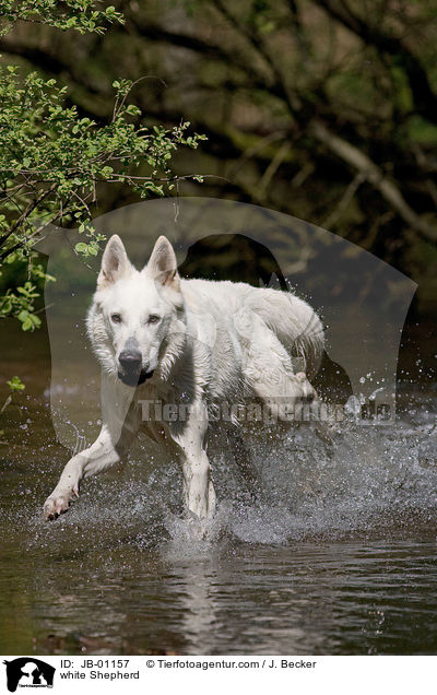 Weier Schferhund im Wasser / white Shepherd / JB-01157