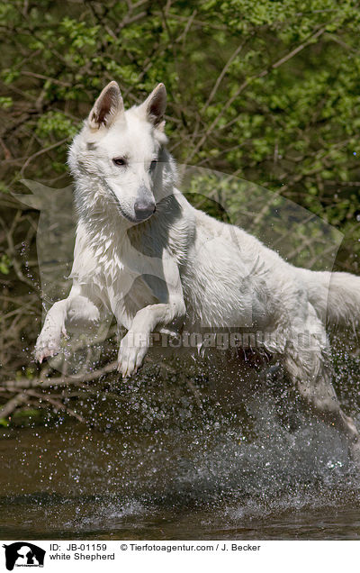 Weier Schferhund im Wasser / white Shepherd / JB-01159