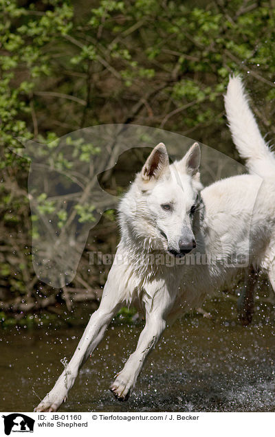 Weier Schferhund im Wasser / white Shepherd / JB-01160