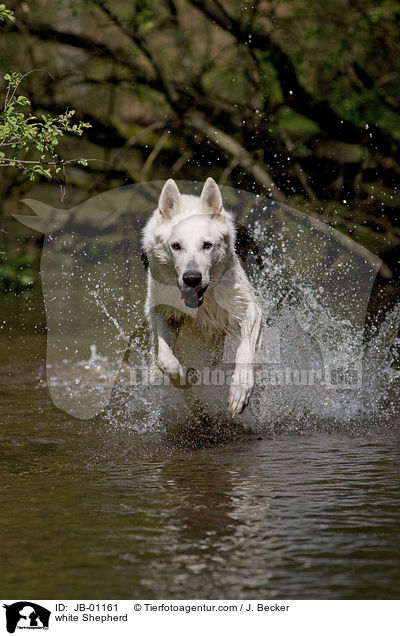 Weier Schferhund im Wasser / white Shepherd / JB-01161