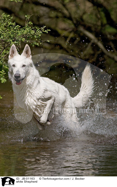 Weier Schferhund im Wasser / white Shepherd / JB-01163