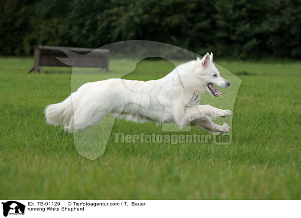 rennender Weier Schferhund / running White Shepherd / TB-01129