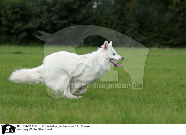 running White Shepherd / TB-01130