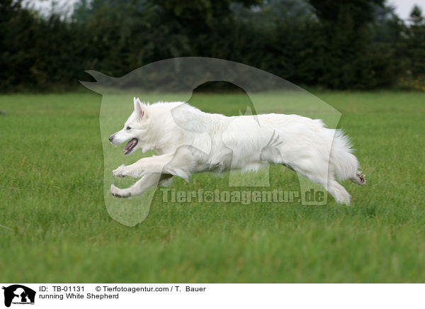 running White Shepherd / TB-01131