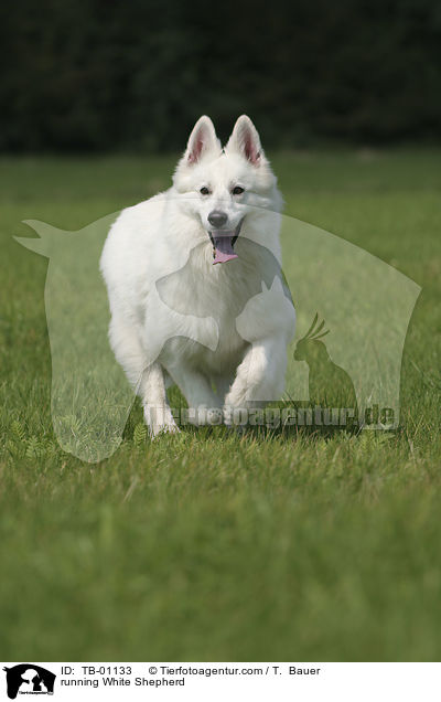 rennender Weier Schferhund / running White Shepherd / TB-01133