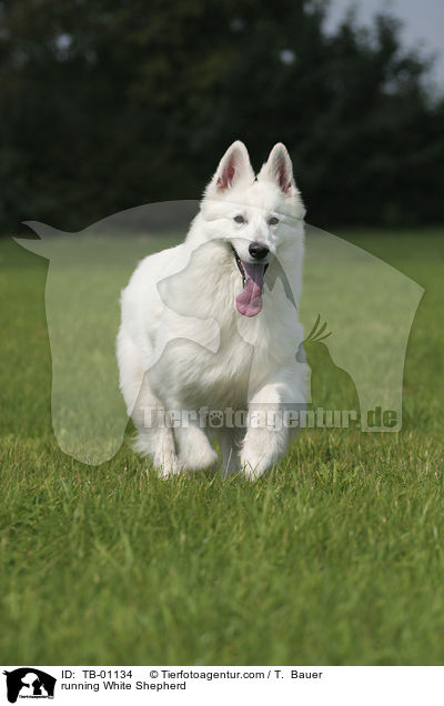 rennender Weier Schferhund / running White Shepherd / TB-01134