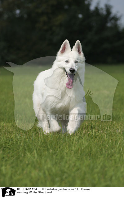 running White Shepherd / TB-01134