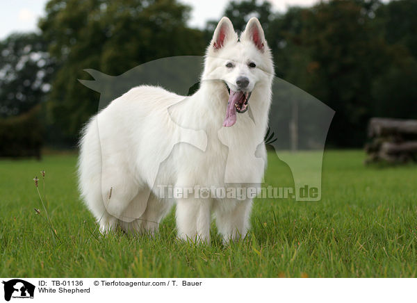 Weier Schferhund / White Shepherd / TB-01136