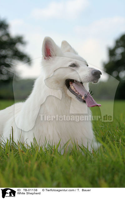 Weier Schferhund / White Shepherd / TB-01138