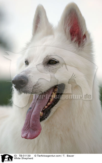 Weier Schferhund / White Shepherd / TB-01139