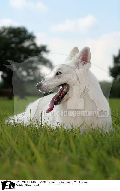 Weier Schferhund / White Shepherd / TB-01140