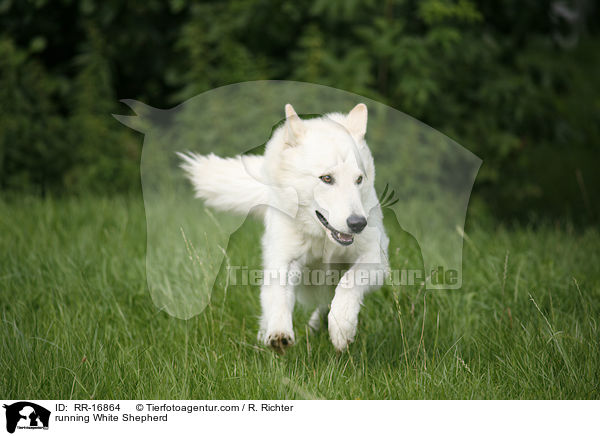 rennender Weier Schferhund / running White Shepherd / RR-16864