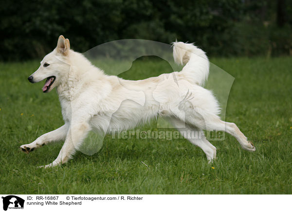 rennender Weier Schferhund / running White Shepherd / RR-16867