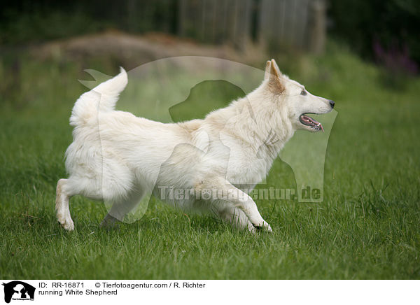 rennender Weier Schferhund / running White Shepherd / RR-16871