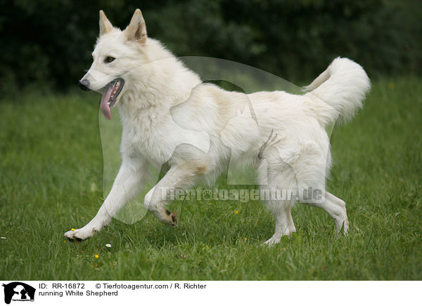 rennender Weier Schferhund / running White Shepherd / RR-16872