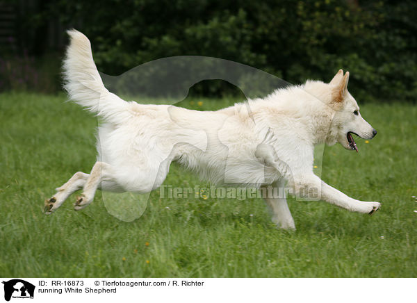rennender Weier Schferhund / running White Shepherd / RR-16873