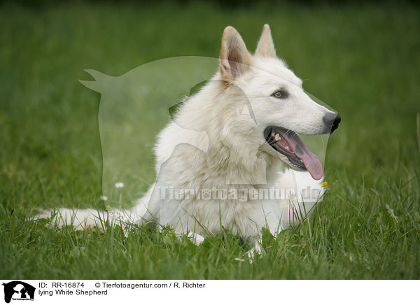 liegender Weier Schferhund / lying White Shepherd / RR-16874