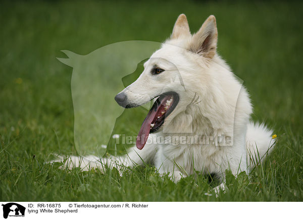 liegender Weier Schferhund / lying White Shepherd / RR-16875