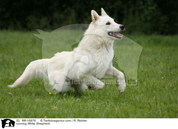 rennender Weier Schferhund / running White Shepherd / RR-16876