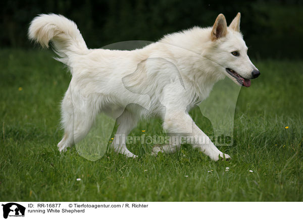 rennender Weier Schferhund / running White Shepherd / RR-16877