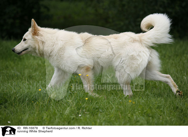 rennender Weier Schferhund / running White Shepherd / RR-16878