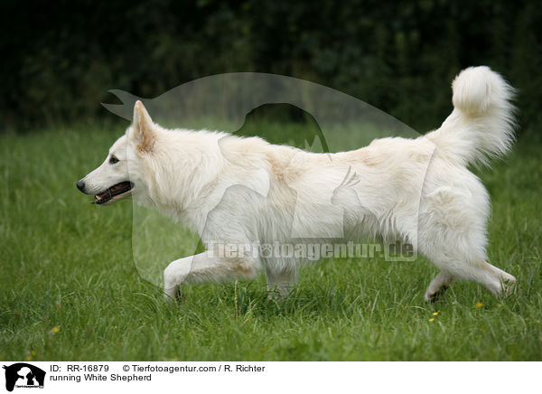 rennender Weier Schferhund / running White Shepherd / RR-16879
