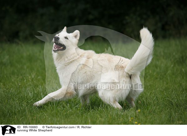 rennender Weier Schferhund / running White Shepherd / RR-16880