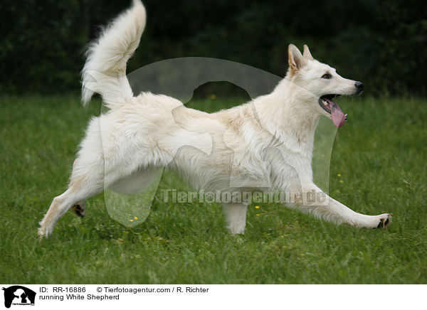 rennender Weier Schferhund / running White Shepherd / RR-16886