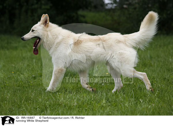 running White Shepherd / RR-16887