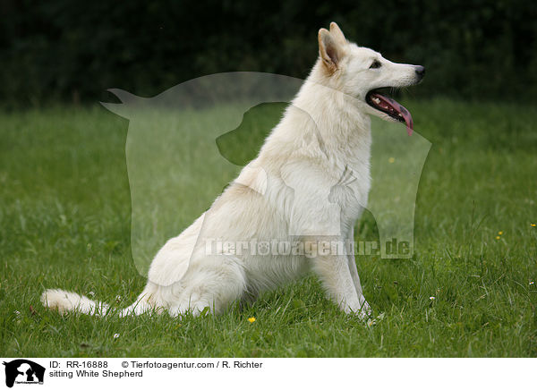 sitzender Weier Schferhund / sitting White Shepherd / RR-16888