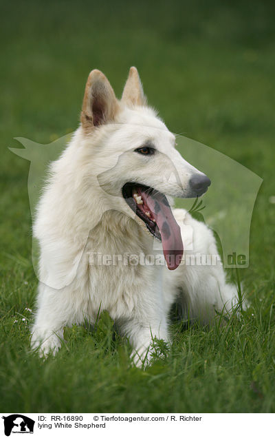 liegender Weier Schferhund / lying White Shepherd / RR-16890