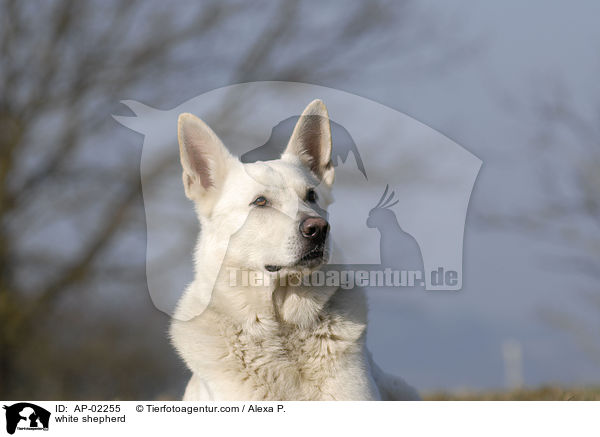 white shepherd / AP-02255