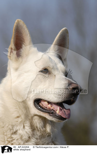 Weier Schferhund / white shepherd / AP-02264