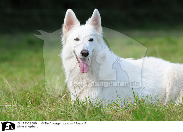 Weier Schferhund / white shepherd / AP-03500