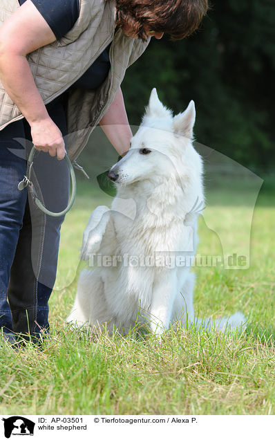 Weier Schferhund / white shepherd / AP-03501