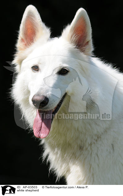 Weier Schferhund / white shepherd / AP-03503