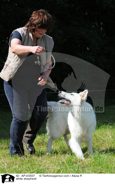 Weier Schferhund / white shepherd / AP-03507