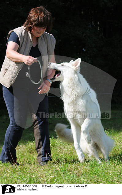 Weier Schferhund / white shepherd / AP-03508