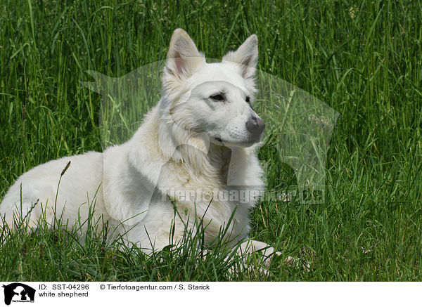 Weier Schferhund / white shepherd / SST-04296