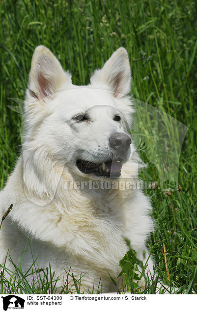 Weier Schferhund / white shepherd / SST-04300